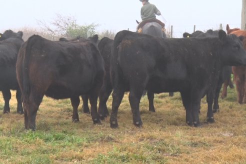 Dia de Campo - Cabaña Coembotá de Calderón - 1 de Julio, 8vo Remate Anual