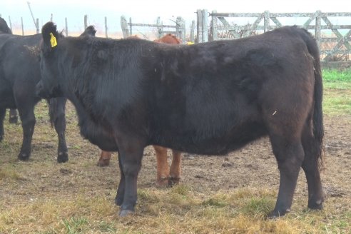 Dia de Campo - Cabaña Coembotá de Calderón - 1 de Julio, 8vo Remate Anual