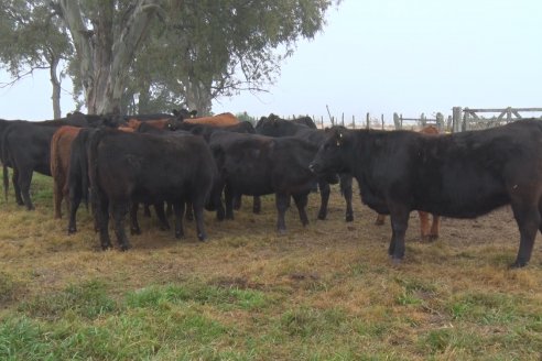 Dia de Campo - Cabaña Coembotá de Calderón - 1 de Julio, 8vo Remate Anual