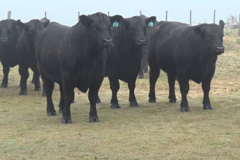 Dia de Campo - Cabaña Coembotá de Calderón - 1 de Julio, 8vo Remate Anual