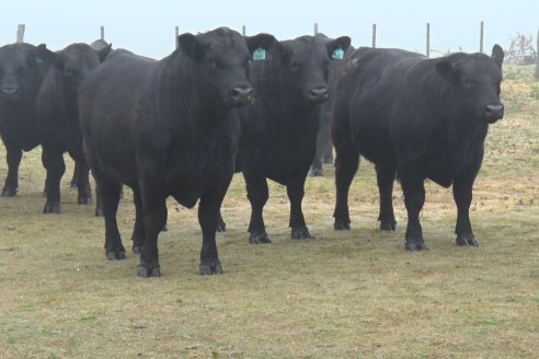 Dia de Campo - Cabaña Coembotá de Calderón - 1 de Julio, 8vo Remate Anual