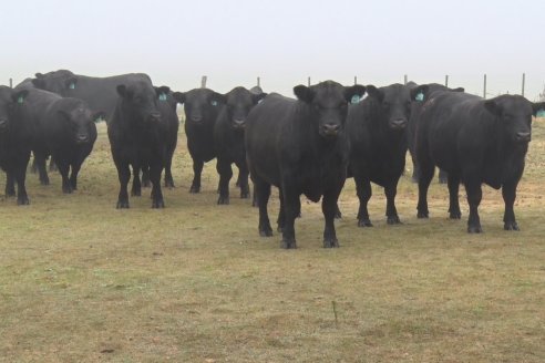 Dia de Campo - Cabaña Coembotá de Calderón - 1 de Julio, 8vo Remate Anual