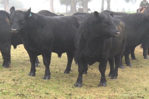 Dia de Campo - Cabaña Coembotá de Calderón - 1 de Julio, 8vo Remate Anual