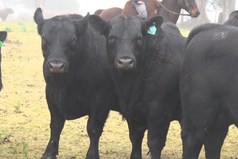 Dia de Campo - Cabaña Coembotá de Calderón - 1 de Julio, 8vo Remate Anual