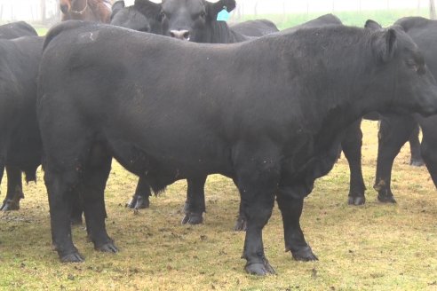 Dia de Campo - Cabaña Coembotá de Calderón - 1 de Julio, 8vo Remate Anual