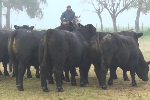 Dia de Campo - Cabaña Coembotá de Calderón - 1 de Julio, 8vo Remate Anual