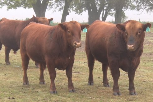 Dia de Campo - Cabaña Coembotá de Calderón - 1 de Julio, 8vo Remate Anual