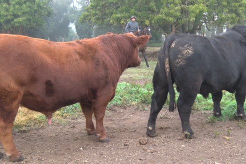 Dia de Campo - Cabaña Coembotá de Calderón - 1 de Julio, 8vo Remate Anual