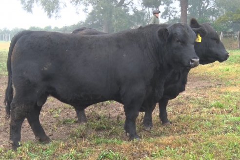 Dia de Campo - Cabaña Coembotá de Calderón - 1 de Julio, 8vo Remate Anual