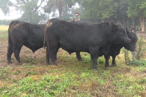 Dia de Campo - Cabaña Coembotá de Calderón - 1 de Julio, 8vo Remate Anual