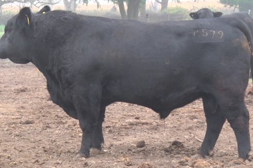 Dia de Campo - Cabaña Coembotá de Calderón - 1 de Julio, 8vo Remate Anual