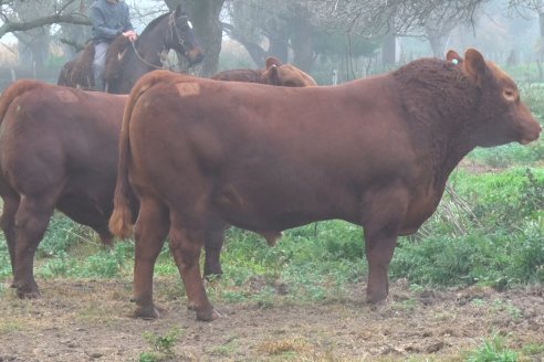 Dia de Campo - Cabaña Coembotá de Calderón - 1 de Julio, 8vo Remate Anual