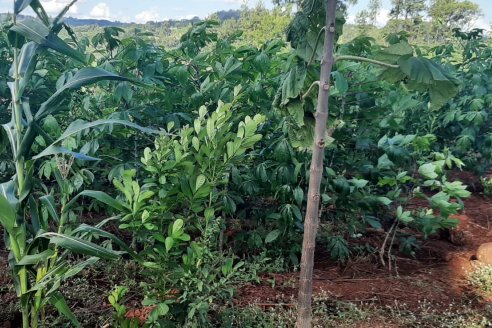 La diversificación de cultivos es una práctica agrícola más que necesaria