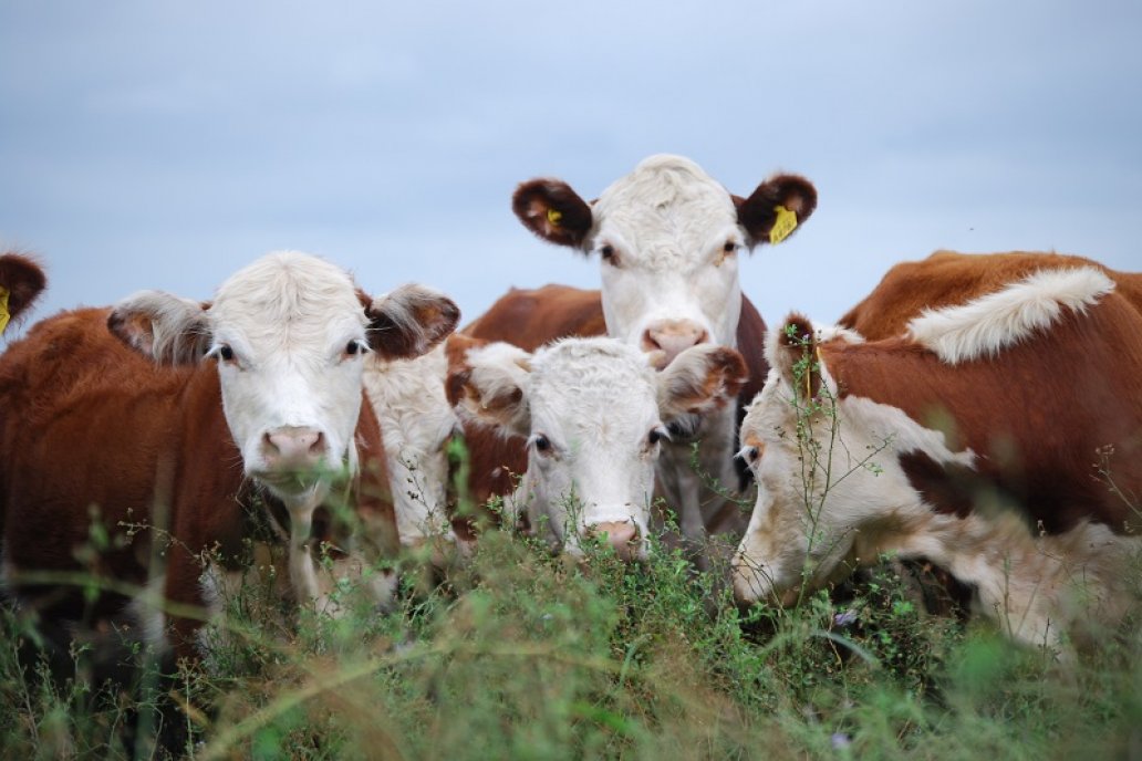 Argentina tiene 53 millones de animales y 203.296 establecimientos pecuarios.