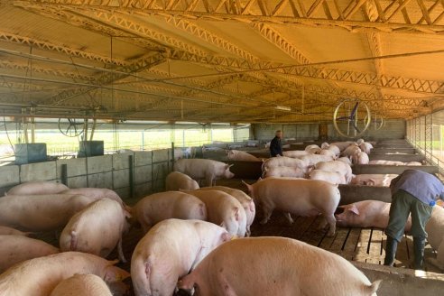 Mal arranque de año para criadores e industriales de cerdos
