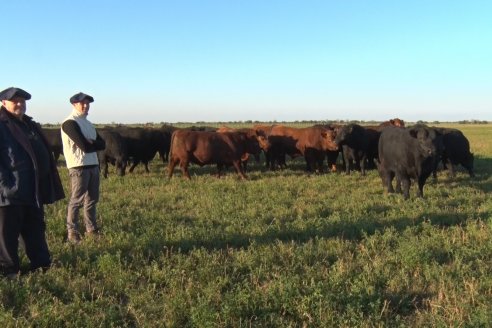 En El Aguaribay crían Angus que suman a la ganadería del Litoral