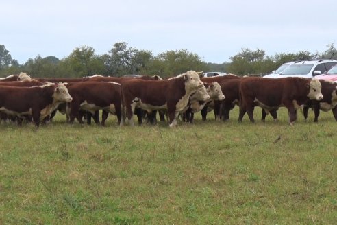 Hereford es sinónimo de calidad en el Establecimiento Tatuti - Gira Hereford Mesopotamica 2022