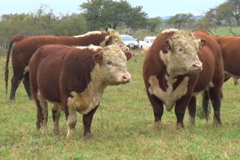 Hereford es sinónimo de calidad en el Establecimiento Tatuti - Gira Hereford Mesopotamica 2022