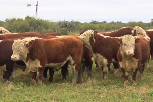 Hereford es sinónimo de calidad en el Establecimiento Tatuti - Gira Hereford Mesopotamica 2022