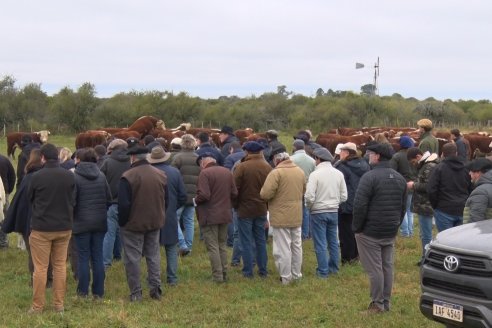 Hereford es sinónimo de calidad en el Establecimiento Tatuti - Gira Hereford Mesopotamica 2022