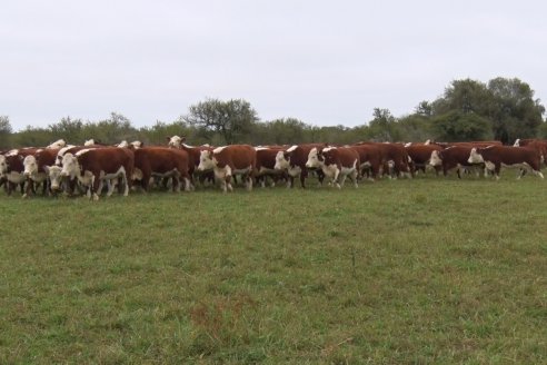 Hereford es sinónimo de calidad en el Establecimiento Tatuti - Gira Hereford Mesopotamica 2022