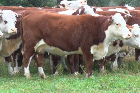 Hereford es sinónimo de calidad en el Establecimiento Tatuti - Gira Hereford Mesopotamica 2022