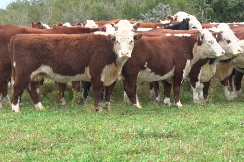 Hereford es sinónimo de calidad en el Establecimiento Tatuti - Gira Hereford Mesopotamica 2022