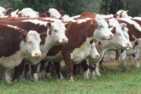 Hereford es sinónimo de calidad en el Establecimiento Tatuti - Gira Hereford Mesopotamica 2022