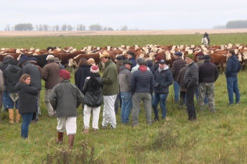 Hereford es sinónimo de calidad en el Establecimiento Tatuti - Gira Hereford Mesopotamica 2022