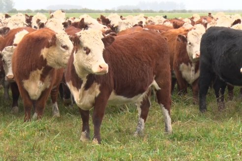 Hereford es sinónimo de calidad en el Establecimiento Tatuti - Gira Hereford Mesopotamica 2022