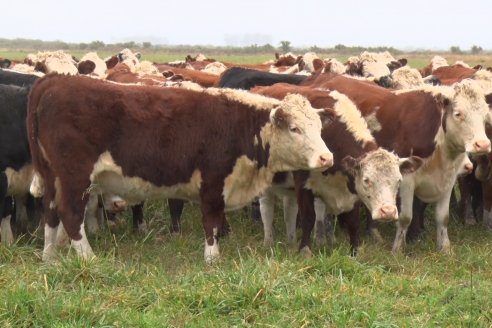 Hereford es sinónimo de calidad en el Establecimiento Tatuti - Gira Hereford Mesopotamica 2022