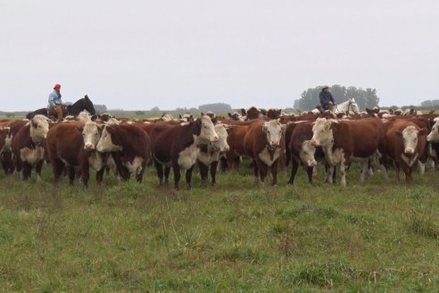 Hereford es sinónimo de calidad en el Establecimiento Tatuti - Gira Hereford Mesopotamica 2022