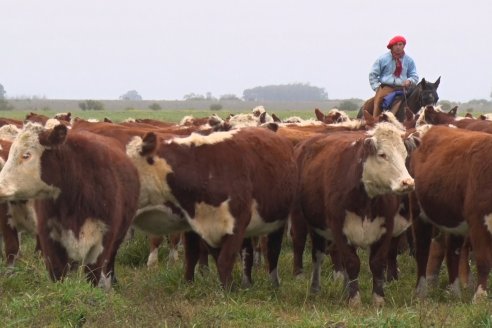 Hereford es sinónimo de calidad en el Establecimiento Tatuti - Gira Hereford Mesopotamica 2022