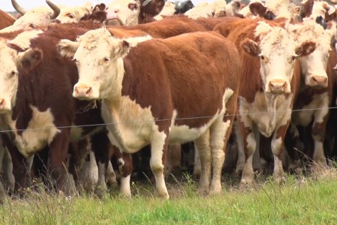 Hereford es sinónimo de calidad en el Establecimiento Tatuti - Gira Hereford Mesopotamica 2022