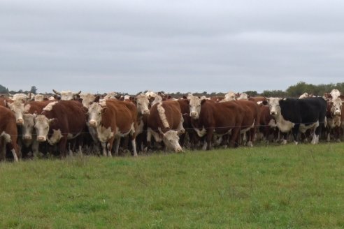 Hereford es sinónimo de calidad en el Establecimiento Tatuti - Gira Hereford Mesopotamica 2022