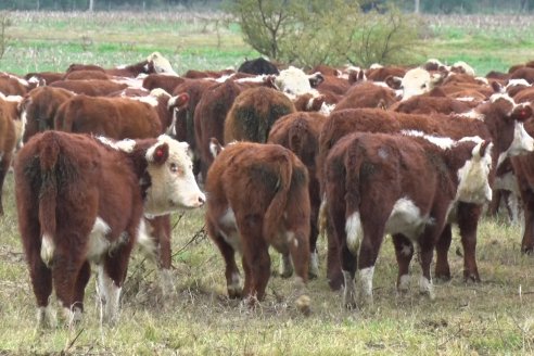 Hereford es sinónimo de calidad en el Establecimiento Tatuti - Gira Hereford Mesopotamica 2022