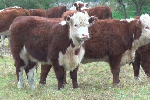 Hereford es sinónimo de calidad en el Establecimiento Tatuti - Gira Hereford Mesopotamica 2022