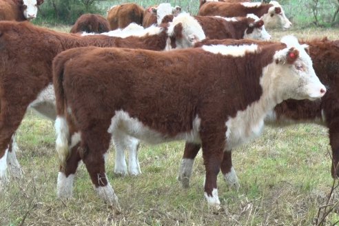 Hereford es sinónimo de calidad en el Establecimiento Tatuti - Gira Hereford Mesopotamica 2022