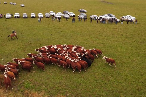 Hereford es sinónimo de calidad en el Establecimiento Tatuti - Gira Hereford Mesopotamica 2022