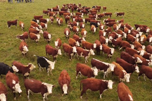 Hereford es sinónimo de calidad en el Establecimiento Tatuti - Gira Hereford Mesopotamica 2022