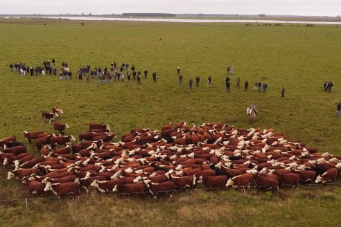 Hereford es sinónimo de calidad en el Establecimiento Tatuti - Gira Hereford Mesopotamica 2022