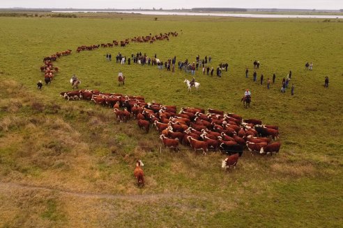 Hereford es sinónimo de calidad en el Establecimiento Tatuti - Gira Hereford Mesopotamica 2022