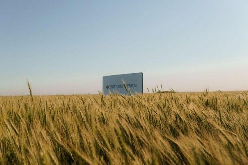 Trigo: decisiones rápidas, para ganar la carrera de los rindes y la rentabilidad