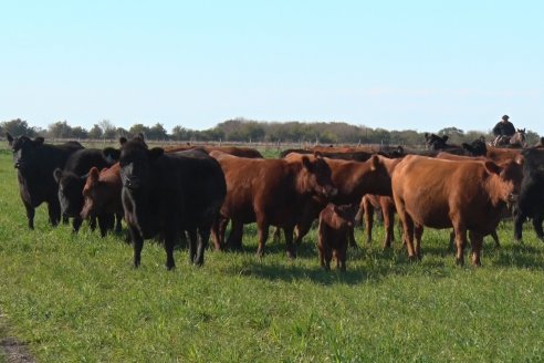 Visita a Cabaña El Aguaribay - Hasenkamp - Angus aptos para conformar un rodeo de excelencia