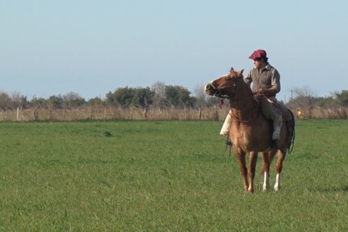 Visita a Cabaña El Aguaribay - Hasenkamp - Angus aptos para conformar un rodeo de excelencia