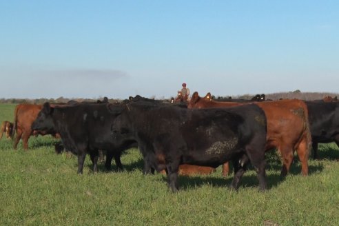 Visita a Cabaña El Aguaribay - Hasenkamp - Angus aptos para conformar un rodeo de excelencia