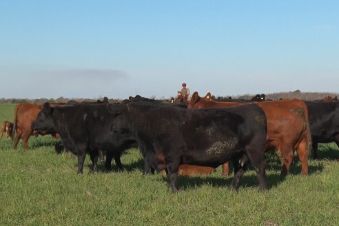 Visita a Cabaña El Aguaribay - Hasenkamp - Angus aptos para conformar un rodeo de excelencia