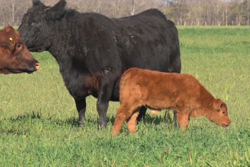 Visita a Cabaña El Aguaribay - Hasenkamp - Angus aptos para conformar un rodeo de excelencia