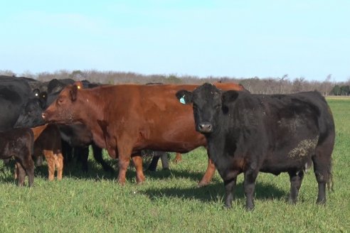 Visita a Cabaña El Aguaribay - Hasenkamp - Angus aptos para conformar un rodeo de excelencia