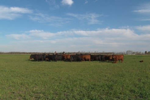 Visita a Cabaña El Aguaribay - Hasenkamp - Angus aptos para conformar un rodeo de excelencia